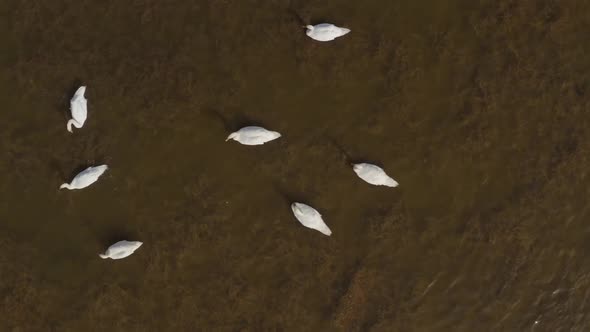 Aerial Video White Swans on a Lake in the Wild