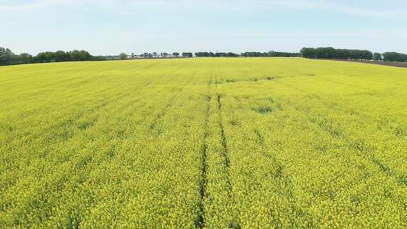 Drone Shot of Bright Blooming Rapeseed Field