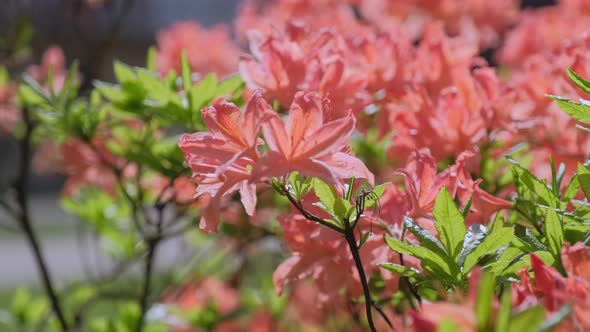 Beautiful head of red rhododendron flower on the lawn in the botanical garden in spring.