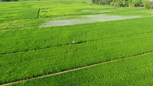 Man Middle of Paddy Field