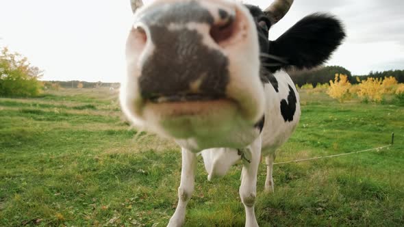 A black-and-white cow close-up nose sniffs the camera in the operator hands. Cattle on pasture