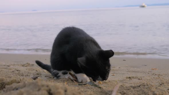 Stray Cat Found Tasty Fries at the Beach