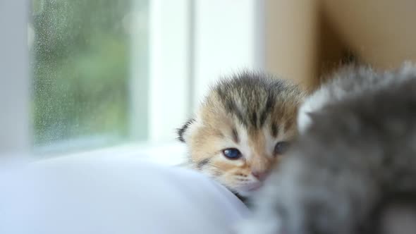 Close Up Of Scottish Kitten Lying