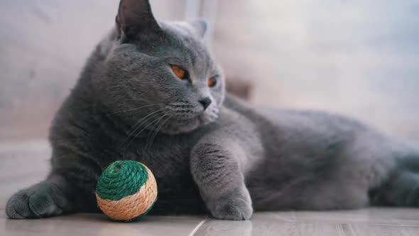 Portrait of a British Scottish Straight Cat with a Ball Looking Around Into Cell