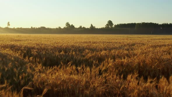 Rye Field