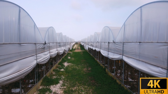 Greenhouse complex closeup