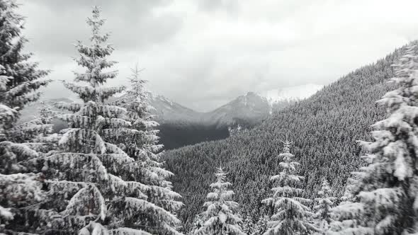 Drone Flying Between Pines Into Mountain Valley