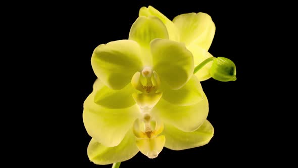 Blooming Yellow Orchid Phalaenopsis Flower