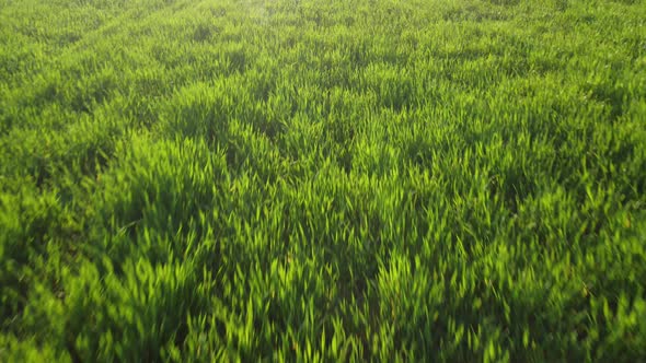 Aerial View on Green Wheat Field in Countryside