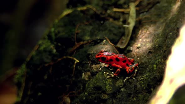 Strawberry Poison Red Dart Frog in its Natural Habitat in the Caribbean