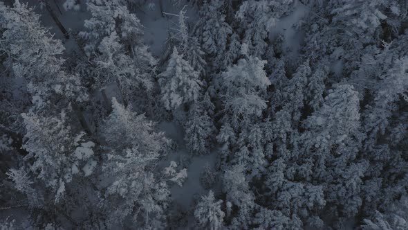 Snow covered spruce trees on the side of a mountain AERIAL TILT UP