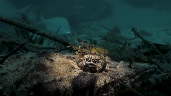 A fringed Eye Crocodile fish lays camouflaged on the ocean floor amongst the leaf litter and debris