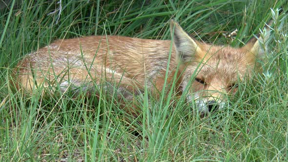 Red fox that is resting and hiding itself in the tall grass.