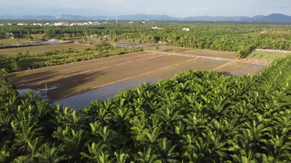 Aerial view paddy field plantation