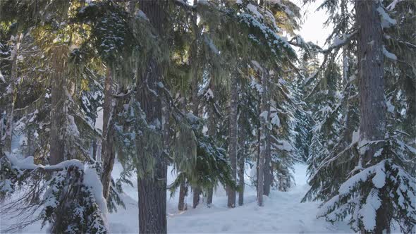 Beautiful Snow Covered Landscape in Canadian Mountain Nature