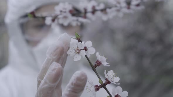 Close-up of Hand in Protective Gloves Touching Tender White Flowers on Blooming Tree