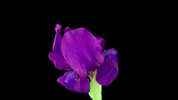 Timelapse of Growing Blue Iris Flower