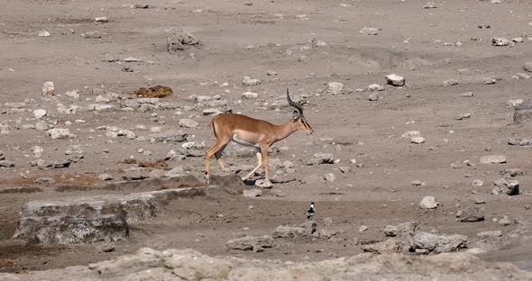 Male of Impala antelope, Namibia wildlife