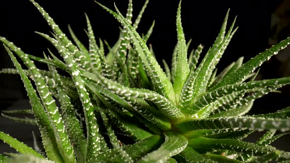 Green Succulent Leaves Rotating on an Isolated Black Background