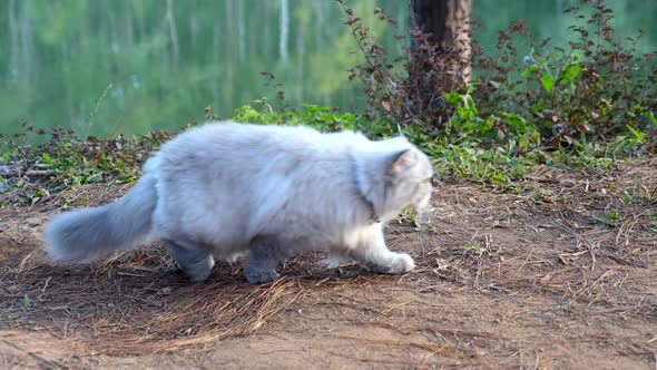 Cute Furry Curious Cat Walking Outdoor Fluffy Beautiful Siamese Cat