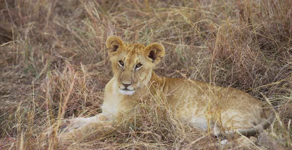 Close up view of a lion cub