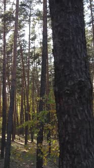 Vertical Video of a Forest in an Autumn Day