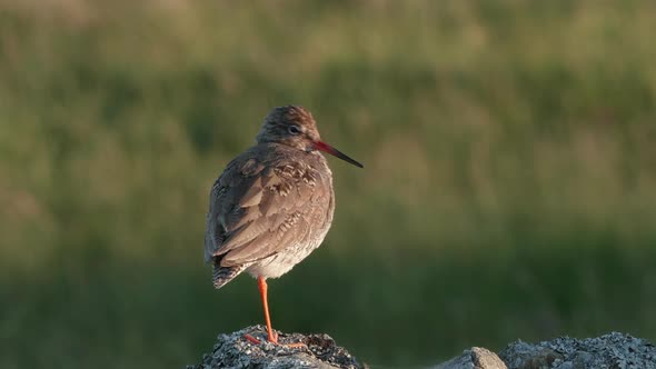 Common redshank standing on dry stone wall preening lit by the evening light