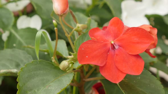 Orange  petals and leaves of Jewelweed plant 4K 2160p 30fps UltraHD footage - Shallow DOF  Impatiens