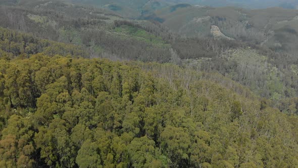 A birds eye view aerial shot of a eucalyptus plantation in the strzelecki ranges Australia.