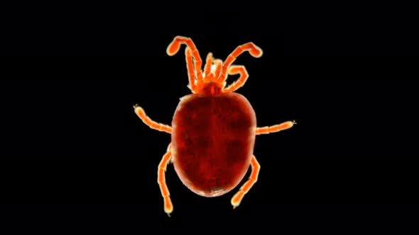 velvet Acari (mite) Trombidiidae under a microscope, order Prostigmata alt
