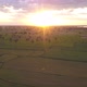Aerial Beautiful Sunset At Rice  Field 4k - VideoHive Item for Sale