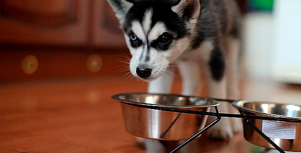 Husky Dog Eat Food