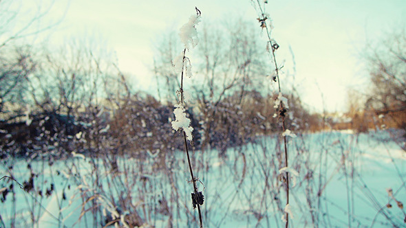 Winter Grass 6