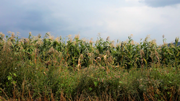 Corn Field 0