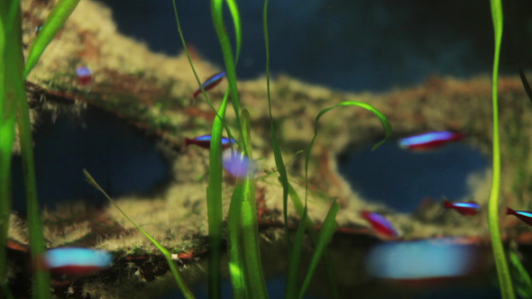 Fish Sealife Marine Aquarium Wildlife Underwater 24 alt