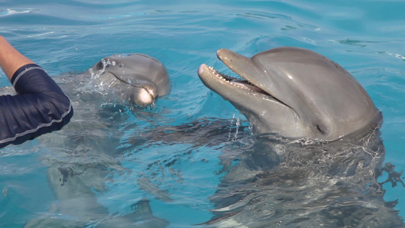 Dolphin Aquarium 2 alt