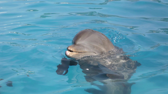 Dolphin Marine Park 3 alt