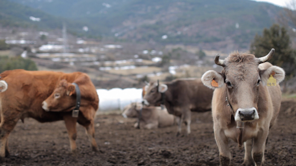 Cows In A Farm 1