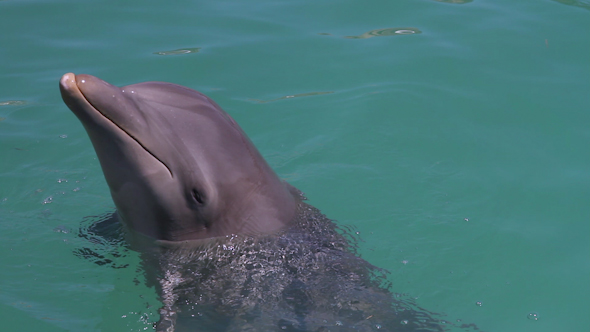 Dolphins Marine Park 31