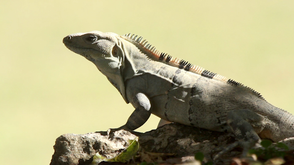 Iguana Mexico Wildlife 1