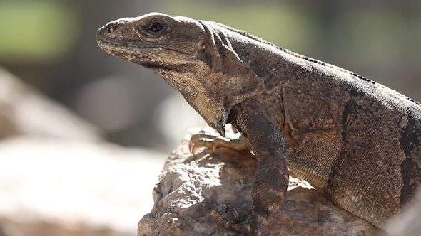 Iguana Mexico Wildlife 7 alt