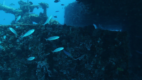 Diving In Cozumel Caribbean Sea Fish Mexico 9