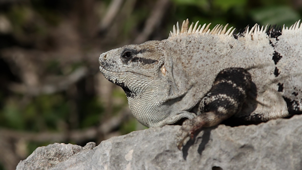 Iguana Mexico Wildlife 20
