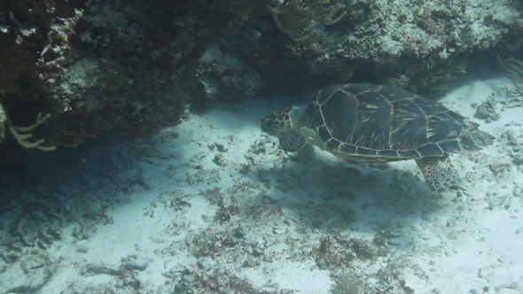 Turtle Cozumel Mexico 1