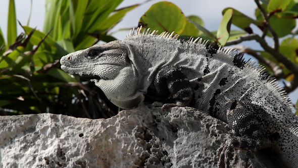 Iguana Mexico Wildlife 27 alt