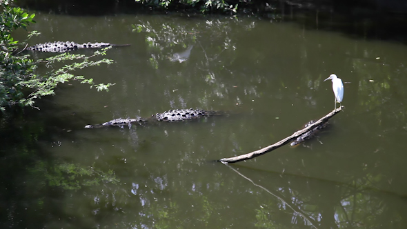 Crocodiles River Mexico 1