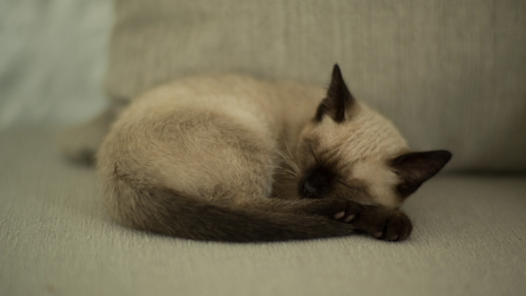 Siamese Cat Sleeping 1