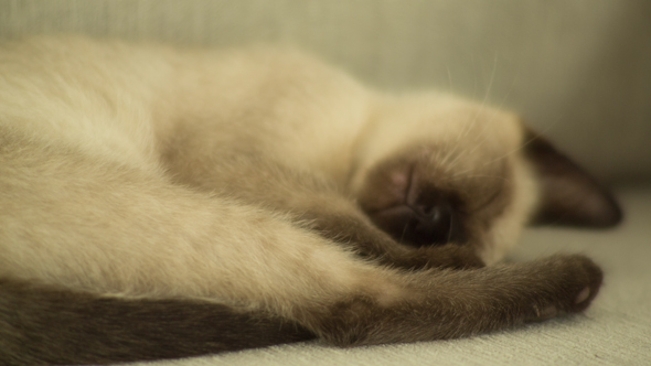 Siamese Cat Sleeping 4