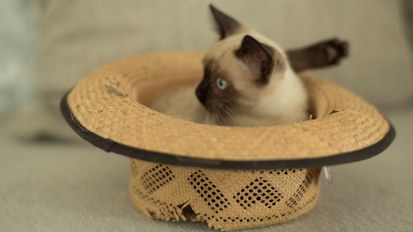 Siamese Cat Plays Inside A Hat 3