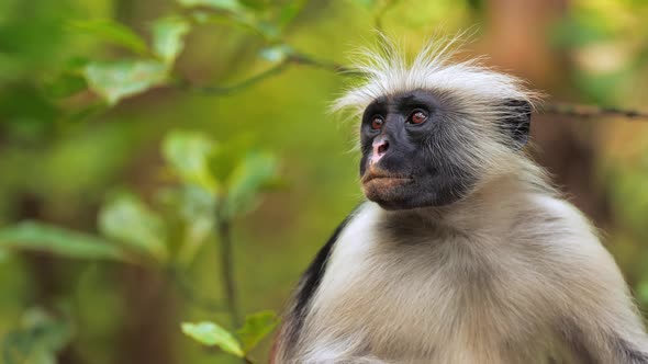 Red Colobus Monkey Sitting on Tree and Resting Visible Dark Face